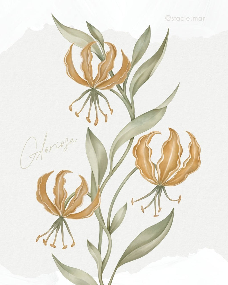 Gloriosa floral illustration
